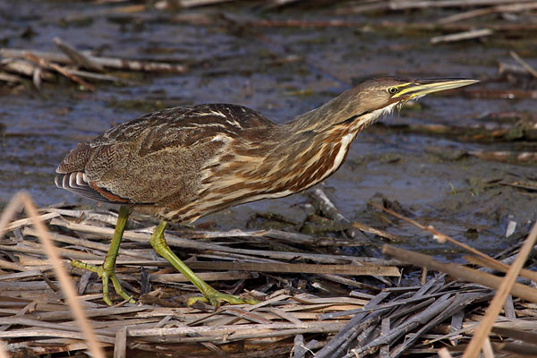 American Bittern © Russ Chantler